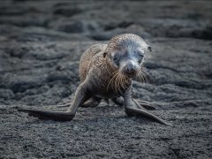 Christine Johnson-Sealion Pup-Certificate of Merit.jpg